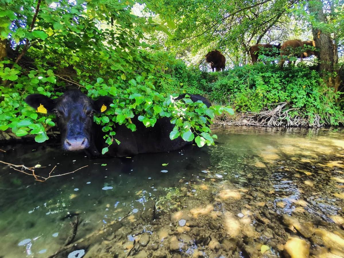 Farm Stay Peternelj Ilirska Bistrica Exteriér fotografie