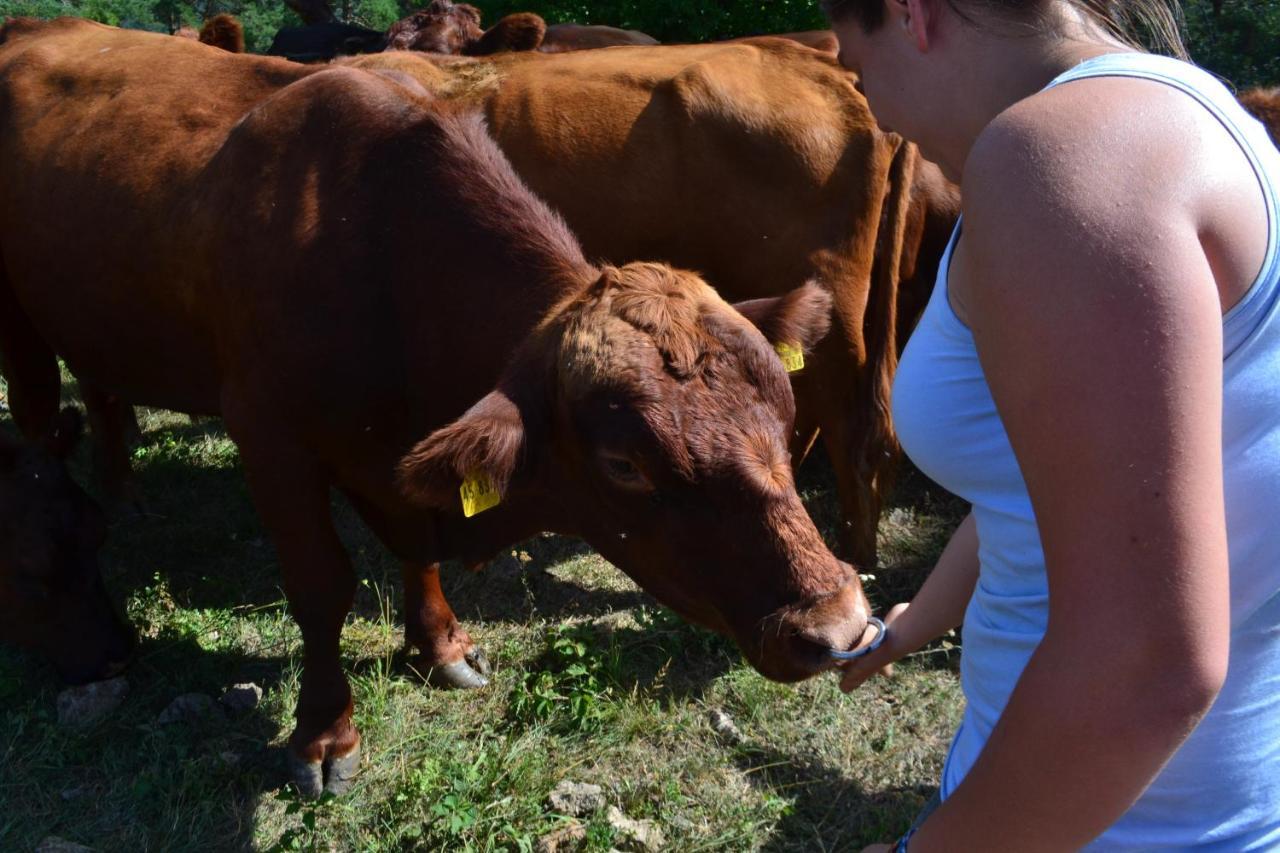 Farm Stay Peternelj Ilirska Bistrica Exteriér fotografie