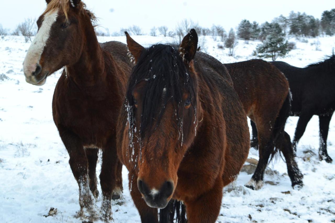 Farm Stay Peternelj Ilirska Bistrica Exteriér fotografie