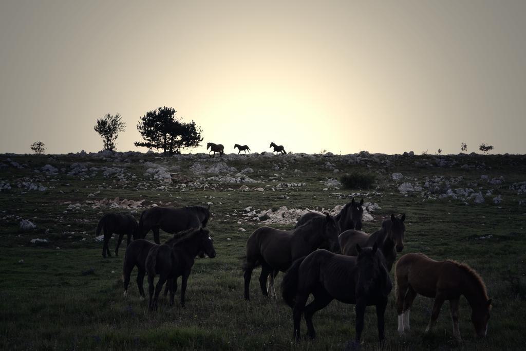 Farm Stay Peternelj Ilirska Bistrica Exteriér fotografie