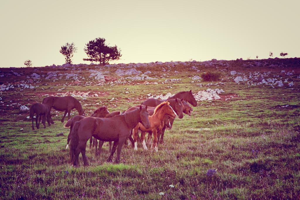 Farm Stay Peternelj Ilirska Bistrica Exteriér fotografie