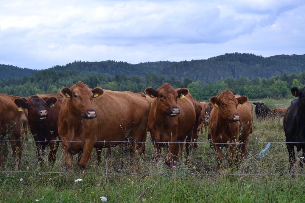 Farm Stay Peternelj Ilirska Bistrica Exteriér fotografie