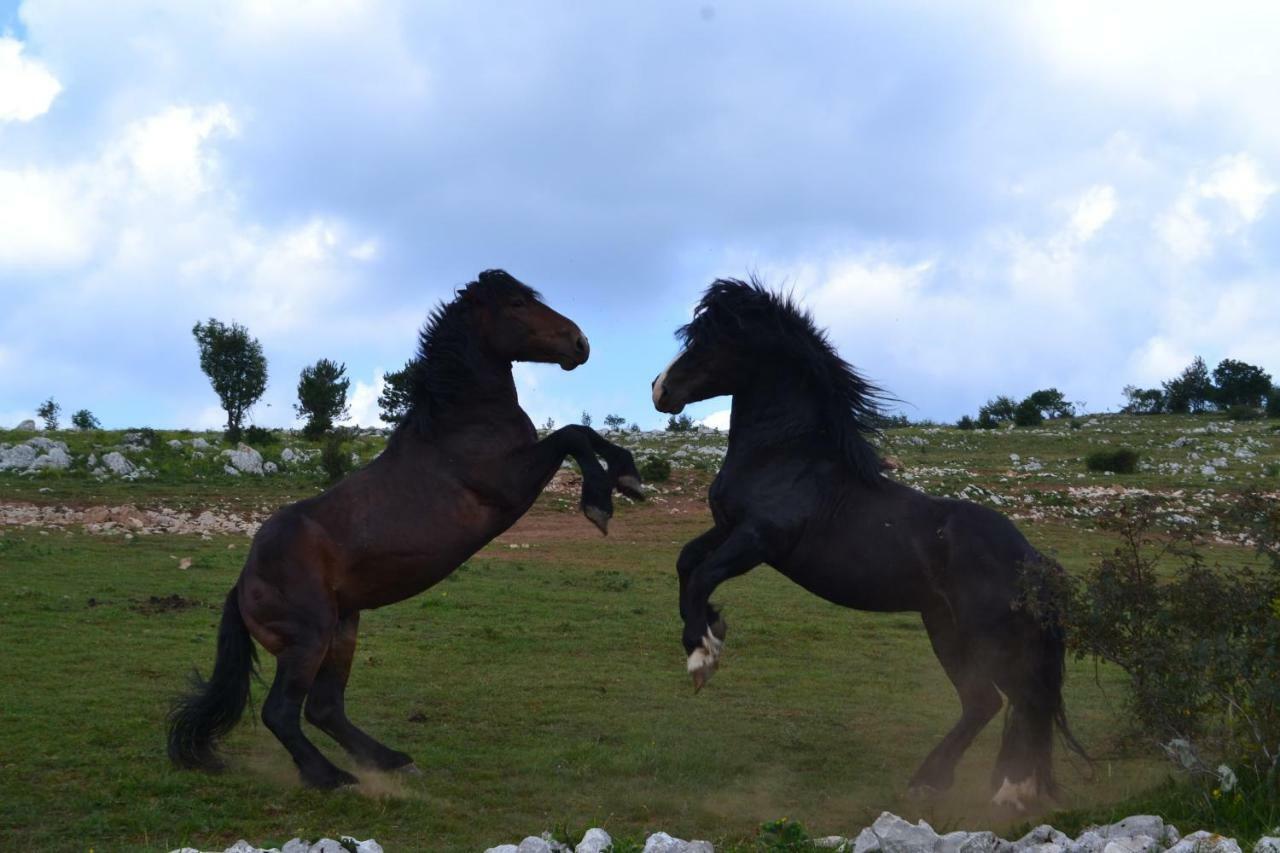 Farm Stay Peternelj Ilirska Bistrica Exteriér fotografie